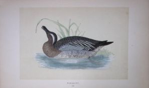 Garganey Duck Bird- Rev Morris First Edition Antique Woodblock Engraving-89