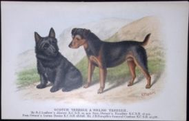 Scots & Welsh Terrier British Dogs by Hugh Dalziel 1889 Antique Coloured Book Plate-14