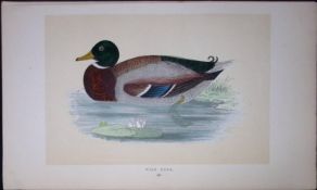 Wild Duck Bird- Rev Morris First Edition Antique Woodblock Engraving-88
