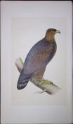 Golden Eagle Rev Morris First Edition Antique Woodblock Engraving-4