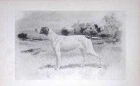 Pointer Antique Book Plate Rawdon Lee Modern Dogs 1893-56