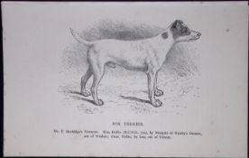 Fox Terrier British Dogs by Hugh Dalziel 1889 Antique Book Plate-53