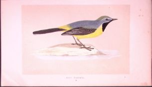 Grey Wagtail Bird- Rev Morris First Edition Antique Woodblock Engraving-135
