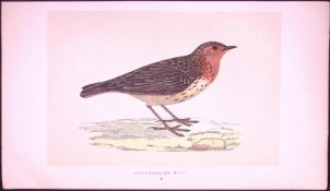 Red Throated Pipit Bird- Rev Morris First Edition Antique Woodblock Engraving-140