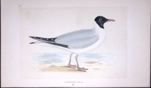 Laughing Gull Bird- Rev Morris First Edition Antique Woodblock Engraving-204