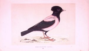 Rose-Coloured Pastor Rev Morris First Edition Antique Woodblock Engraving-172