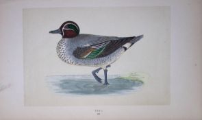 Teal Duck Bird- Rev Morris First Edition Antique Woodblock Engraving-90