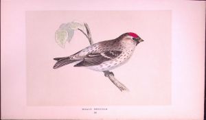 Mealey Redpole Rev Morris First Edition Antique Woodblock Engraving-165