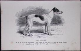 Fox Terrier British Dogs by Hugh Dalziel 1889 Antique Book Plate-54