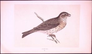 Bunting Rev Morris First Edition Antique Woodblock Engraving-150