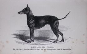 Black & Tan Terrier British Dogs by Hugh Dalziel 1889 Antique Book Plate-52