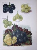 Grapes Vibert Muscat, Maroc, Muscadine Fruit Antique Mary Rivers Illustration-2.