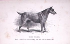 Irish Terrier British Dogs by Hugh Dalziel 1889 Antique Book Plate-64