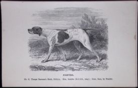 The Pointer British Dogs by Hugh Dalziel 1889 Antique Book Plate-27