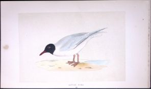 Little Gull Bird- Rev Morris First Edition Antique Woodblock Engraving-200