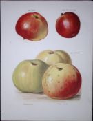 Apples-Irish Peach, Lord Grosvenor, Yorkshire Beauty, Antique Mary Rivers Fruit- Illustration-57