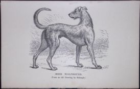 Irish Wolfhound Short British Dogs by Hugh Dalziel 1889 Antique Book Plate-18