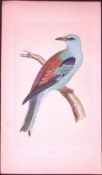 Roller Bird- Rev Morris First Edition Antique Woodblock Engraving-45