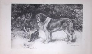 St Bernard & Toy Spaniels Antique Book Plate Rawdon Lee Modern Dog 1894-1