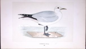 Common Gull Bird- Rev Morris First Edition Antique Woodblock Engraving-206