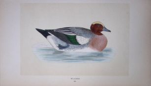 Wigeon Duck Bird- Rev Morris First Edition Antique Woodblock Engraving-91