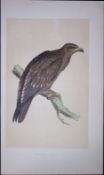 Spotted Eagle Rev Morris First Edition Antique Woodblock Engraving-5