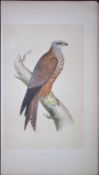 Kite Bird- Rev Morris First Edition Antique Woodblock Engraving-10