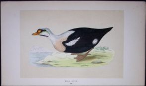 King Duck Bird- Rev Morris First Edition Antique Woodblock Engraving-95