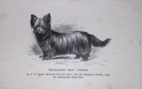 Prick-Eared Skye Terrier British Dogs by Hugh Dalziel 1889 Antique Book Plate-60