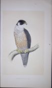 Peregrine-Falcon Bird- Rev Morris First Edition Antique Woodblock Engraving-13