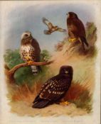 Antique Scarce Second Edition Large Bird Lithograph Spotted Eagle & Buzzards-31.