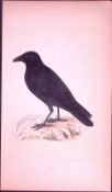 Crow Bird- Rev Morris First Edition Antique Woodblock Engraving-52