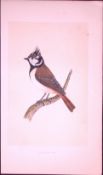Crested-Tit Bird- Rev Morris First Edition Antique Woodblock Engraving-38