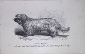 Skye Terrier British Dogs by Hugh Dalziel 1889 Antique Book Plate-62
