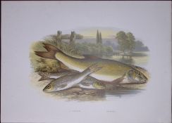 Gudgeon & Barbel Rev Houghton British Freshwater Fish 1879 Scarce Engraving-35