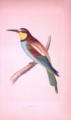 Bee-Eater Bird- Rev Morris First Edition Antique Woodblock Engraving-48