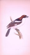 Woodchat Bird- Rev Morris First Edition Antique Woodblock Engraving-35