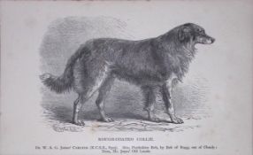 Rough Coated Collie British Dogs by Hugh Dalziel 1889 Antique Book Plate-38
