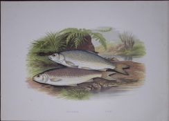 Graining, Dace Rev Houghton British Freshwater Fish 1879 Scarce Engraving-32