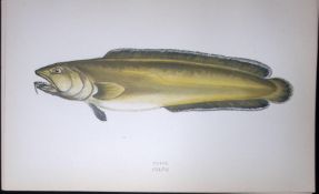 Torsk Fish Scarce Antique 1877 J. Couch Woodblock Engraving-81