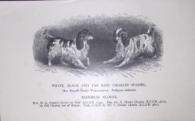 King Charles Spaniels, White, Black, Tan British Dogs by Hugh Dalziel 1889 Antique Book Plate-66