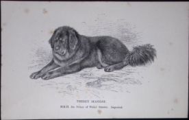 Thibet Mastiff British Dogs by Hugh Dalziel 1889 Antique Book Plate-49