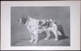 St Bernard Rough Coated Antique Book Plate Rawdon Lee Modern Dog 1894-4