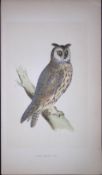 Long-Eared Owl Bird- Rev Morris First Edition Antique Woodblock Engraving-24