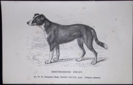 Smooth Coated Colley British Dogs by Hugh Dalziel 1889 Antique Book Plate-39