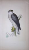 Goshawk Bird- Rev Morris First Edition Antique Woodblock Engraving-18