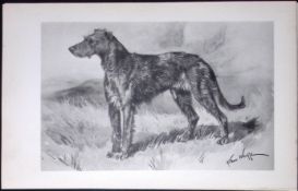Irish Wolfhound Antique Book Plate Rawdon Lee Modern Dogs 1893-32