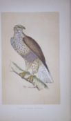 Rough-Legged Buzzard Bird- Rev Morris First Edition Antique Woodblock Engraving-8