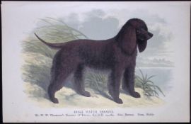 Irish Water Spaniel British Dogs by Hugh Dalziel 1889 Antique Coloured Book Plate-7