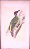 Green Woodpecker Bird- Rev Morris First Edition Antique Woodblock Engraving-118